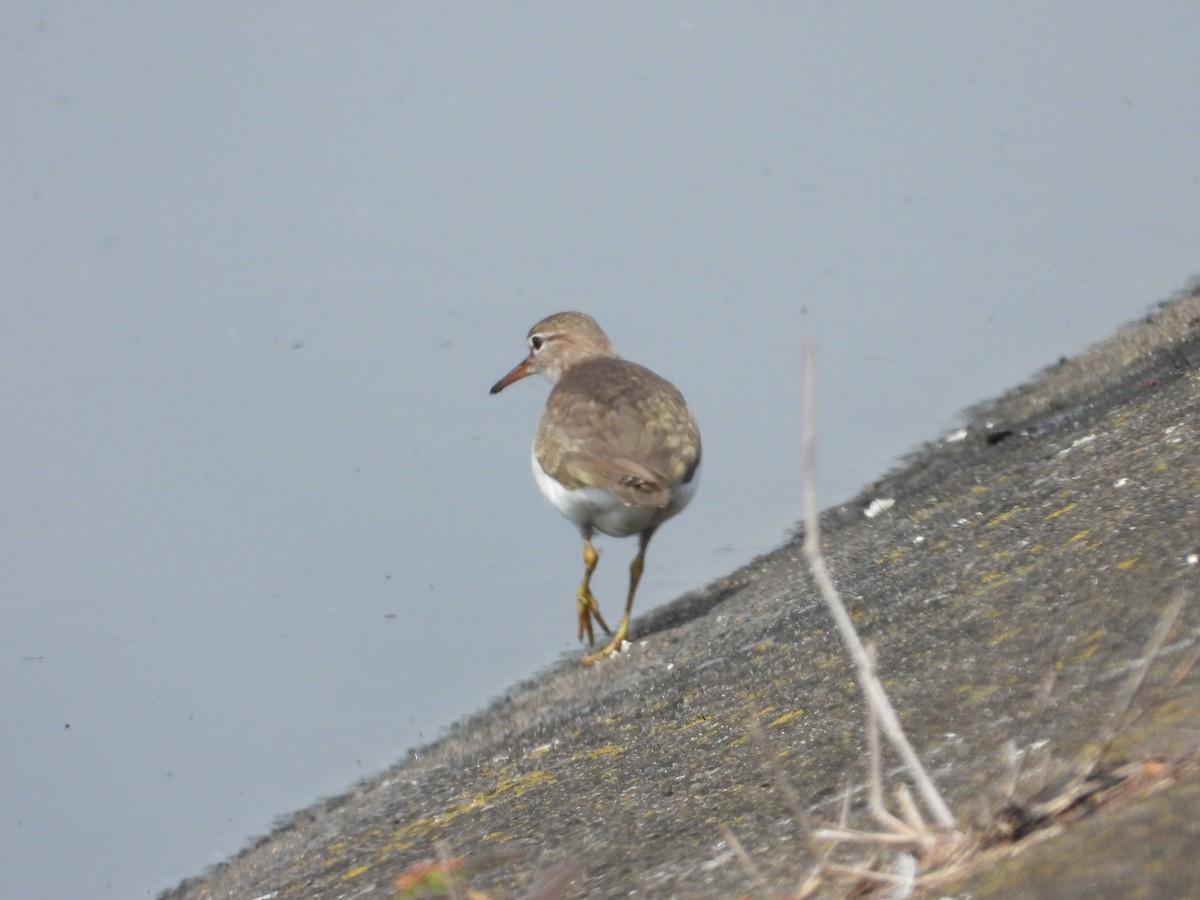 Spotted Sandpiper - Adrianh Martinez-Orozco