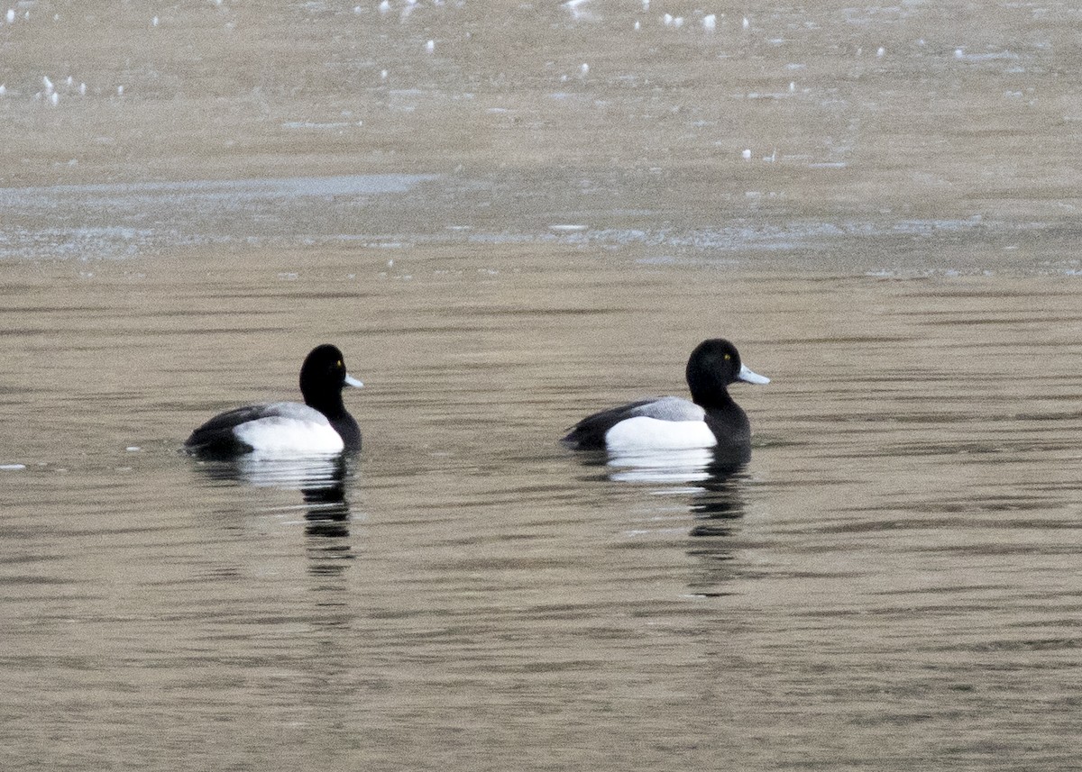 Greater Scaup - ML303267971