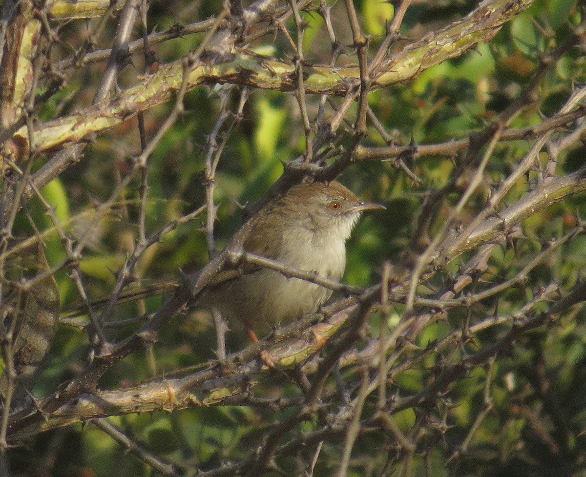 Rufous-fronted Prinia - ML303268121