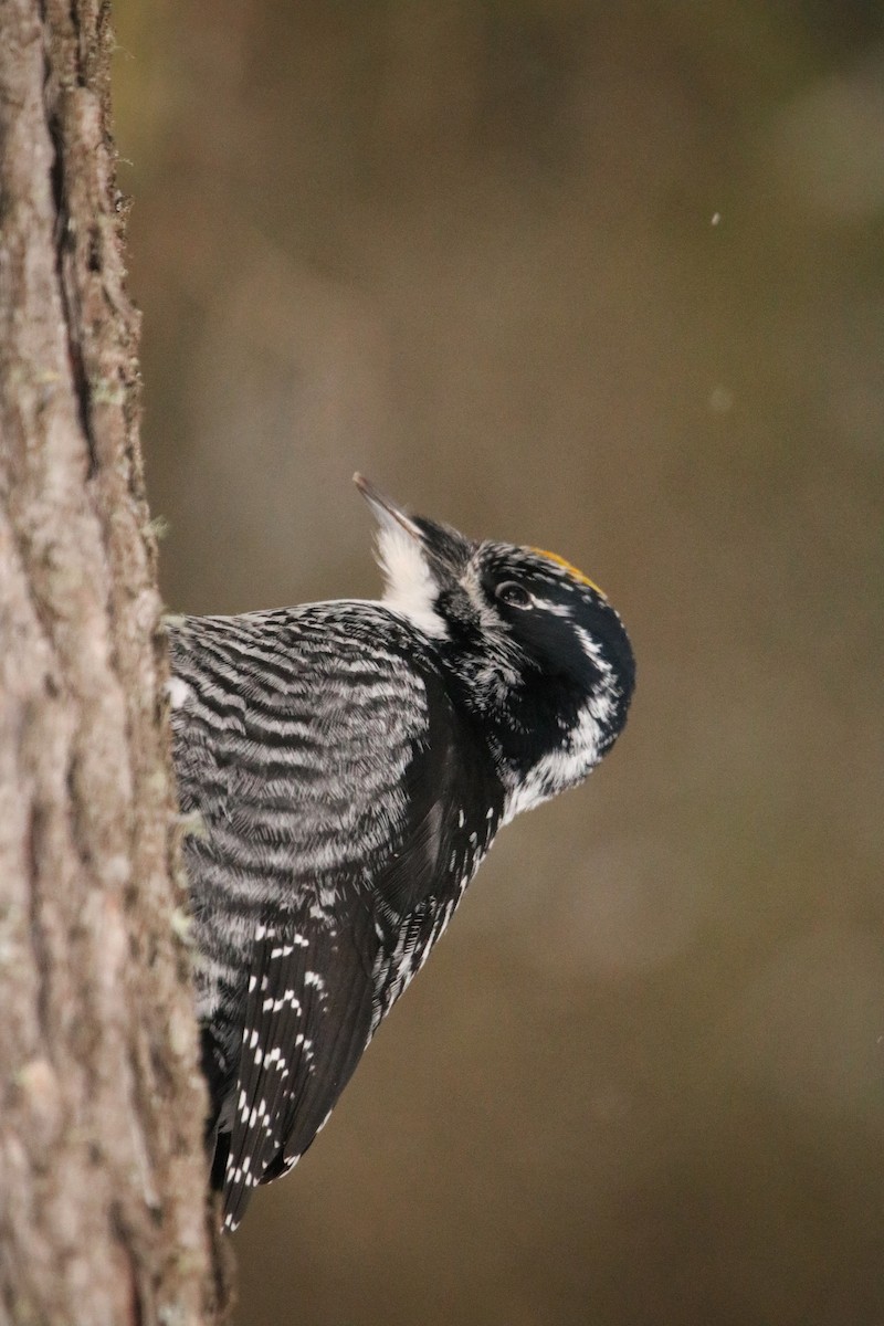 American Three-toed Woodpecker - ML303268361