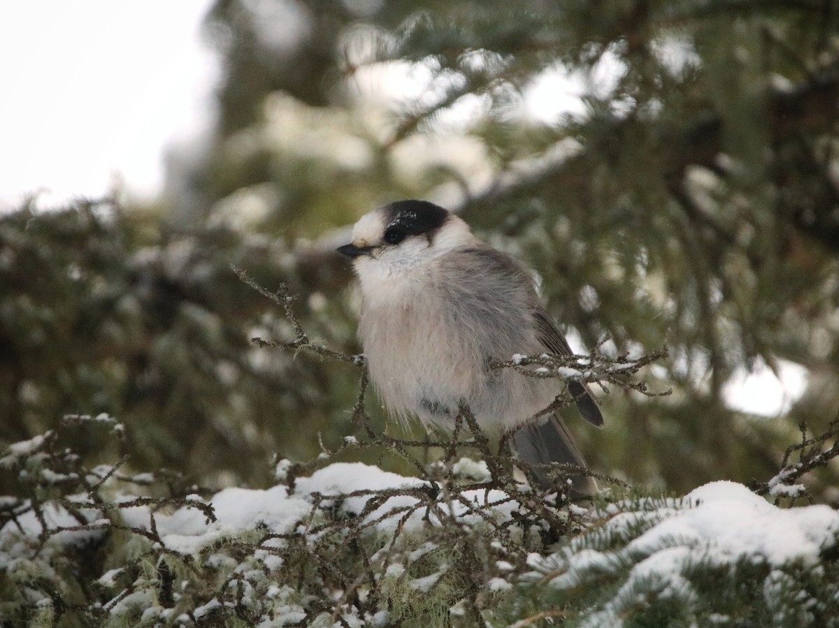 Canada Jay - ML303268421