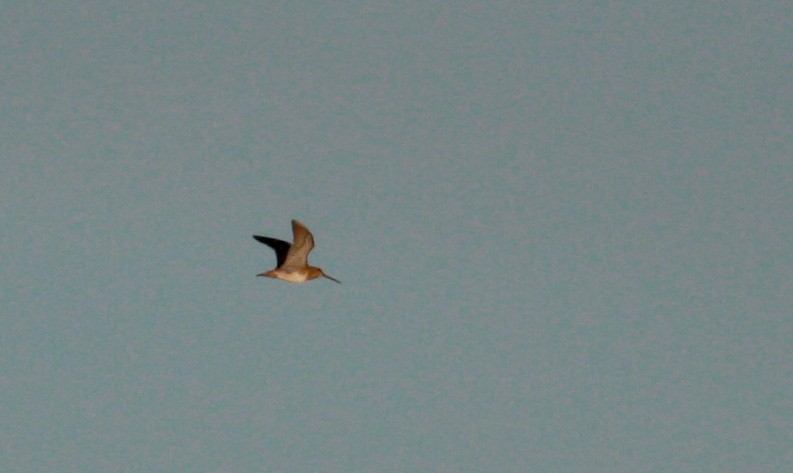 Pantanal Snipe - ML30326861