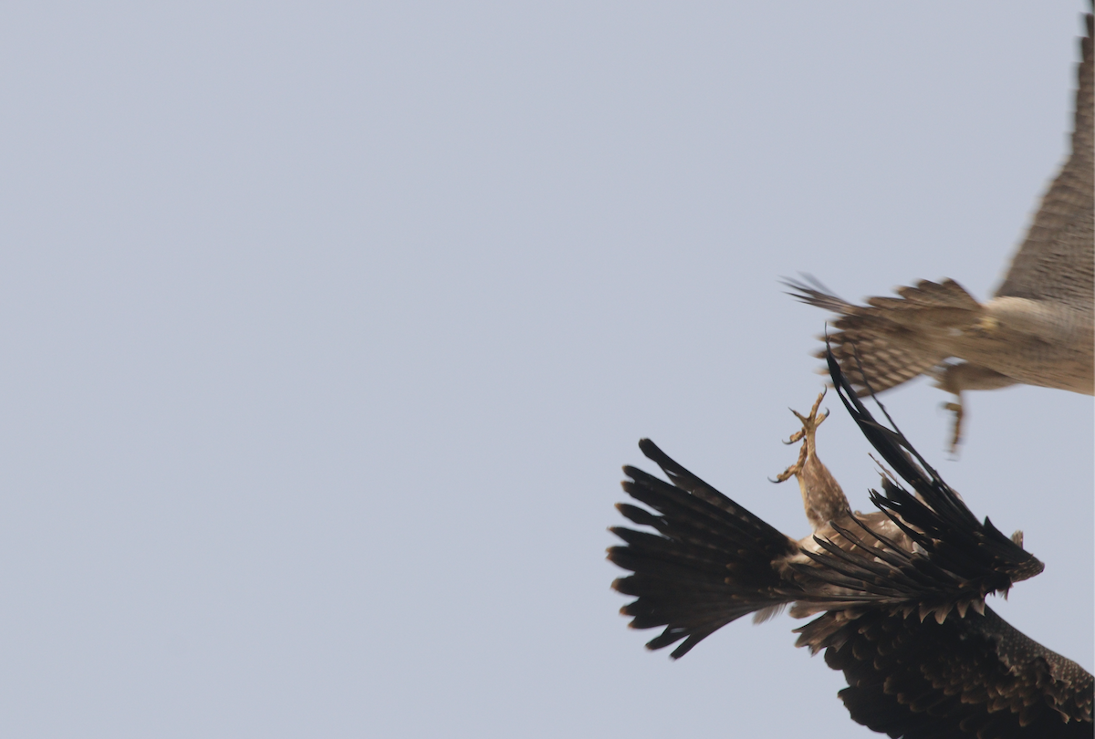 Peregrine Falcon - ML303268691