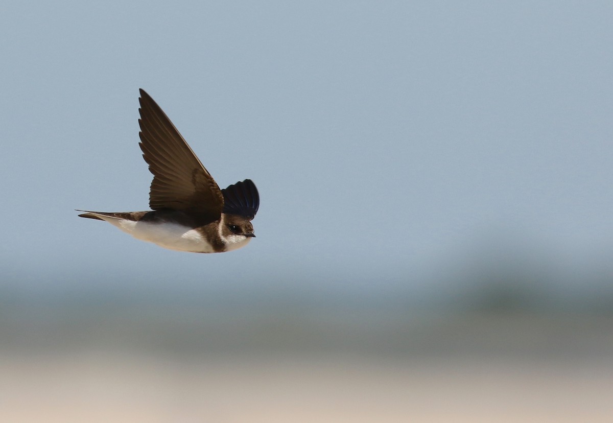 Bank Swallow - Nathan Dubrow