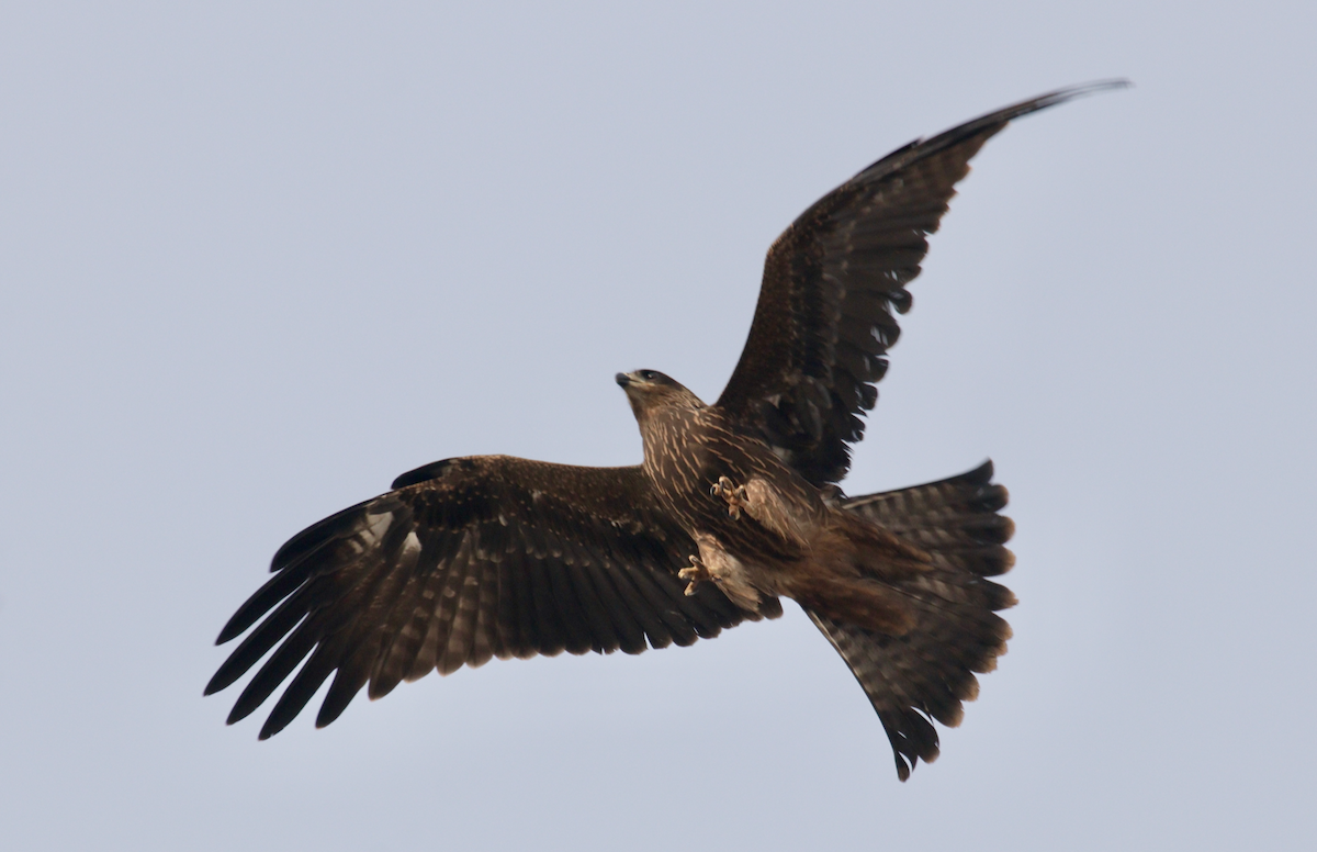 Black Kite - ML303269611