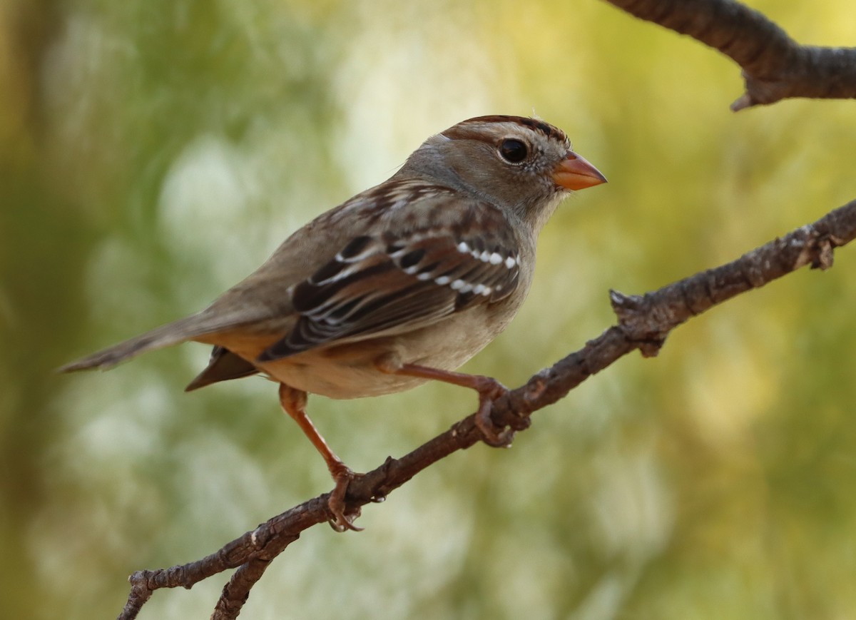 White-crowned Sparrow - Steve Tucker