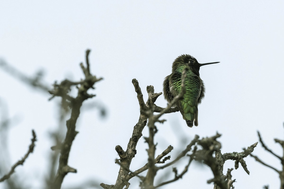 Anna's Hummingbird - James McNamara