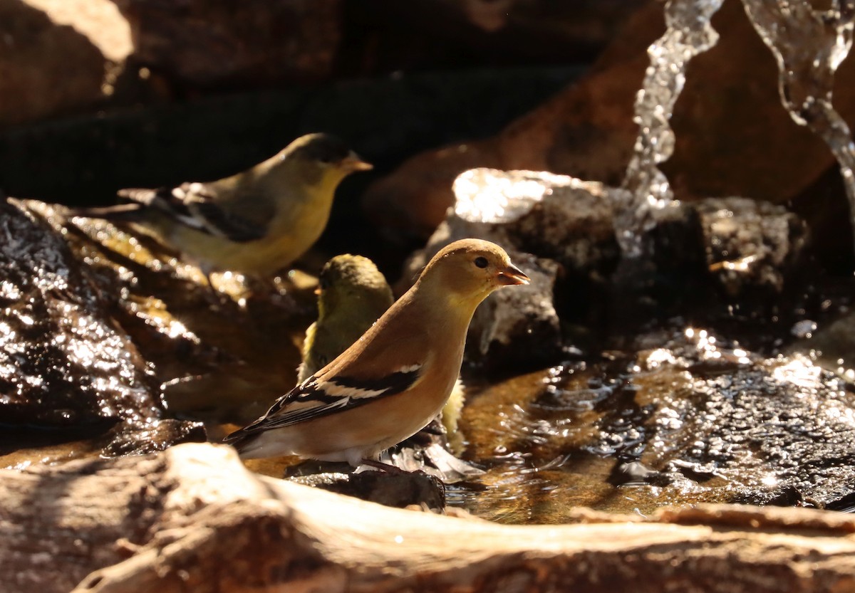 American Goldfinch - ML303270911