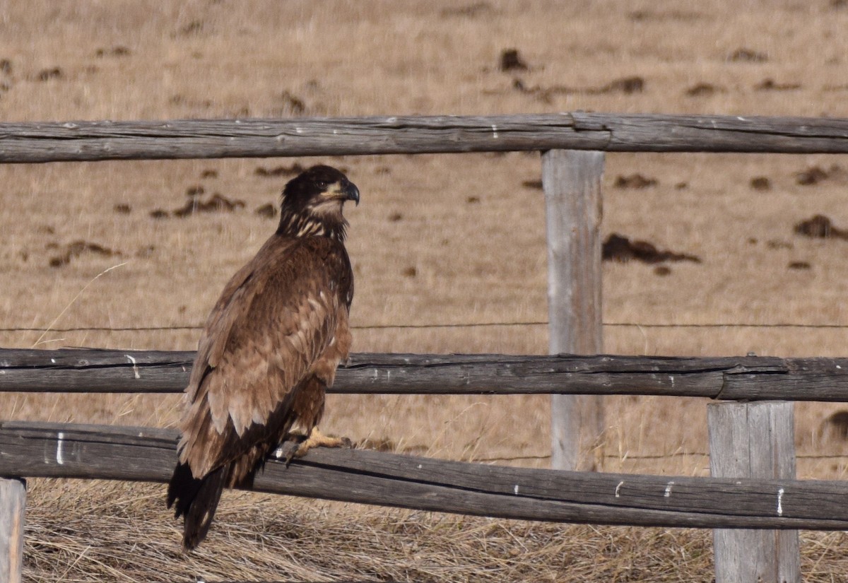 Bald Eagle - ML303271771