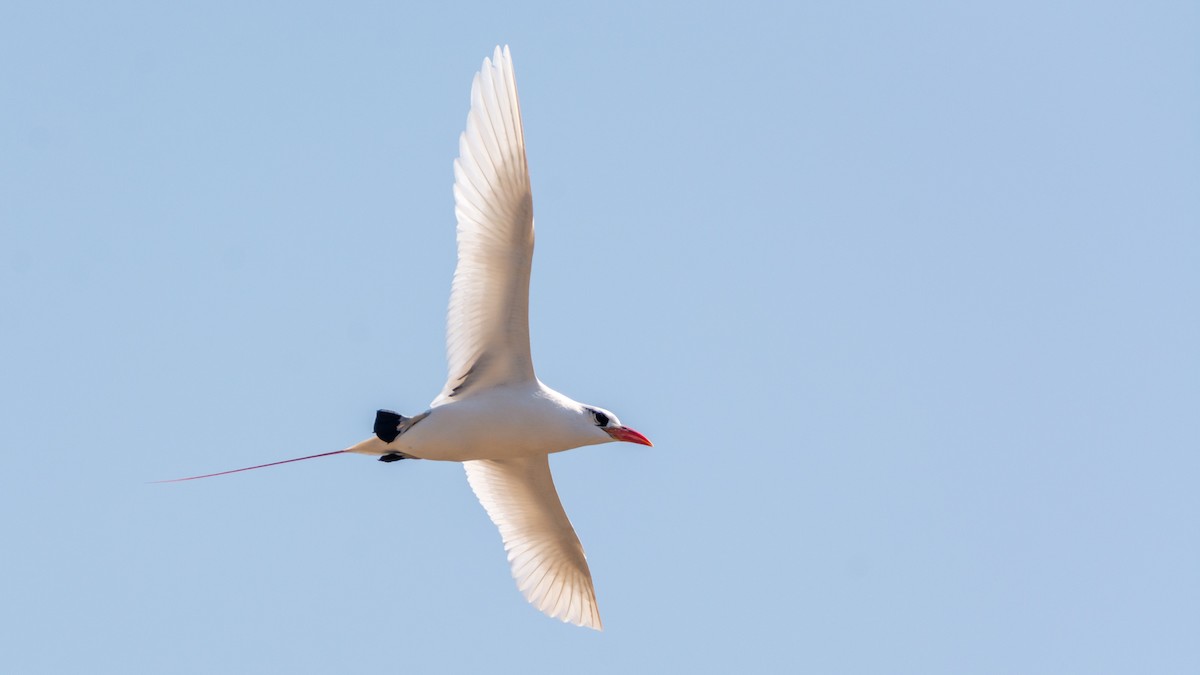 Red-tailed Tropicbird - ML303272391