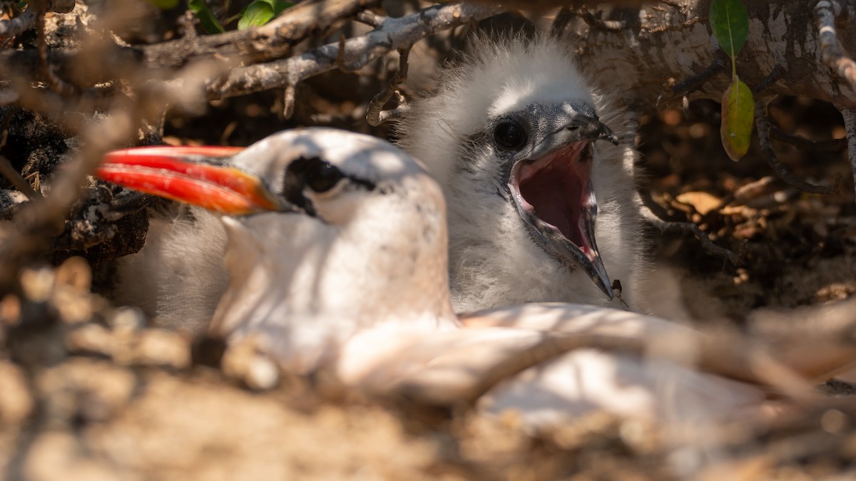 Red-tailed Tropicbird - ML303272401