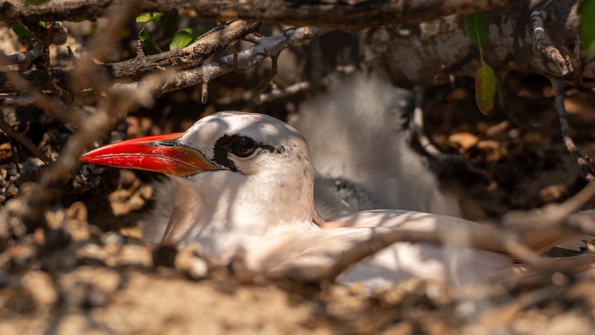 Red-tailed Tropicbird - ML303272411