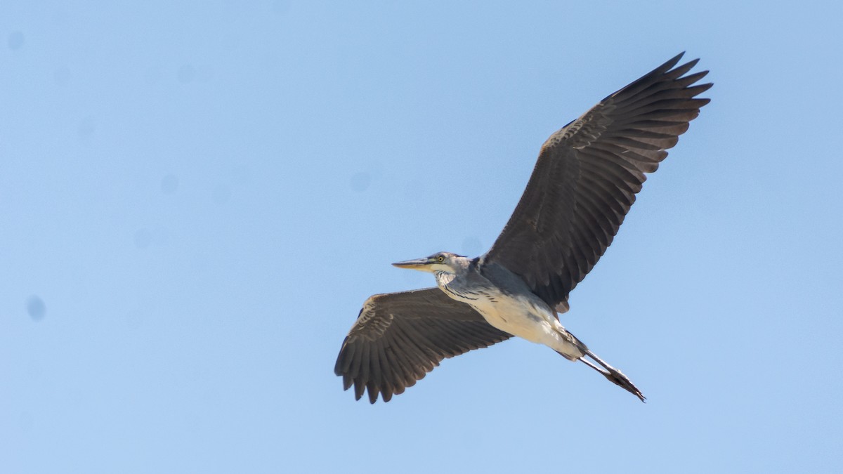 Gray Heron - ML303272441