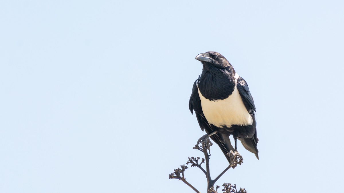 Pied Crow - ML303272691