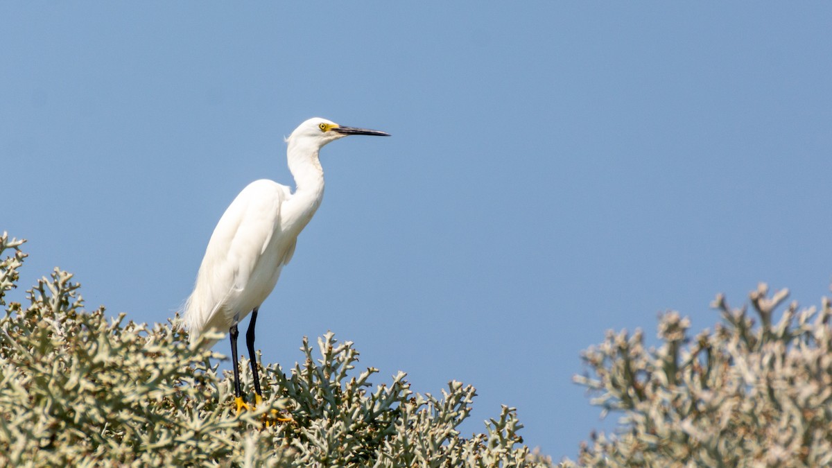 Little Egret (Dimorphic) - ML303272701