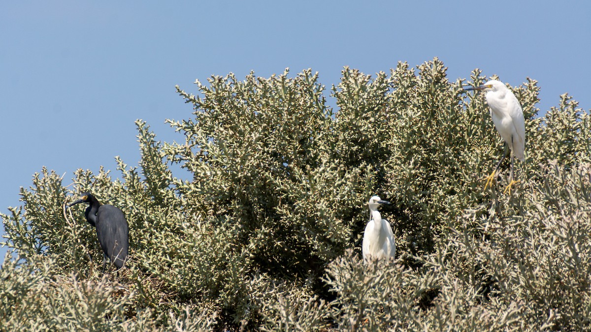 Garceta Común (dimorpha) - ML303272751