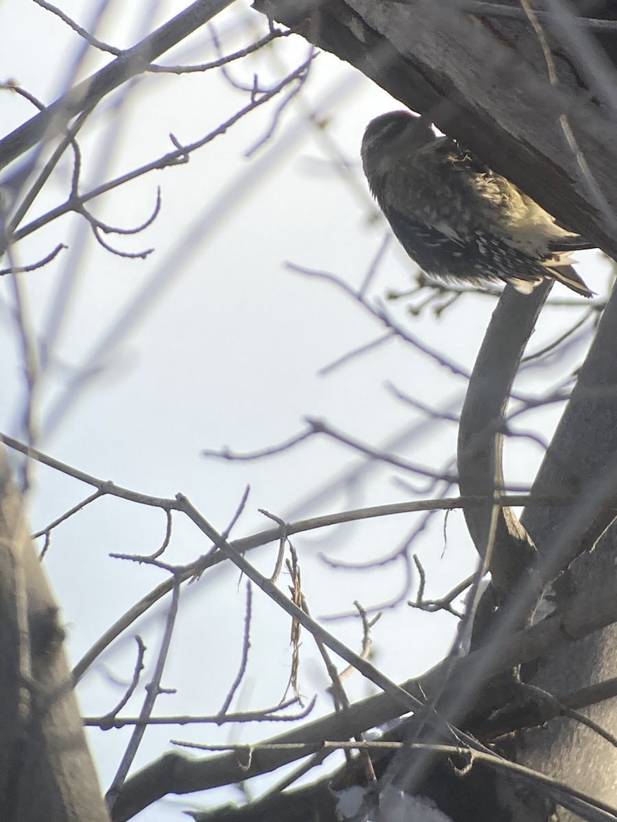 Yellow-bellied Sapsucker - ML303273021