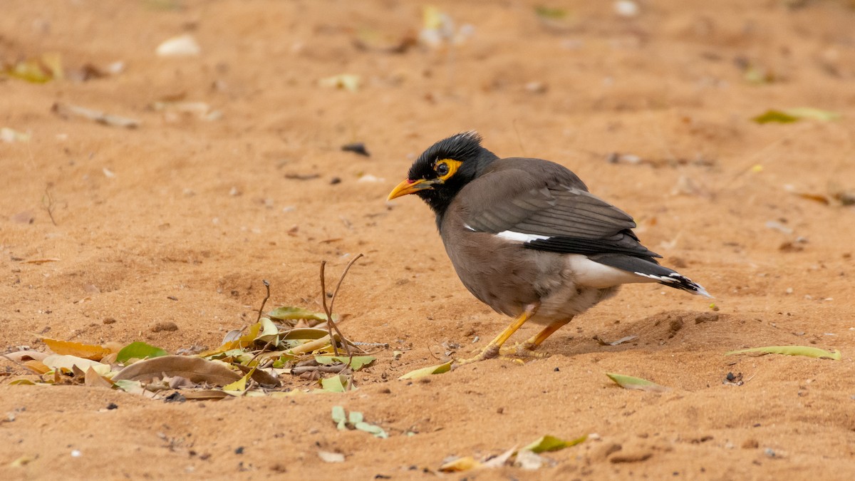 Common Myna - ML303274721