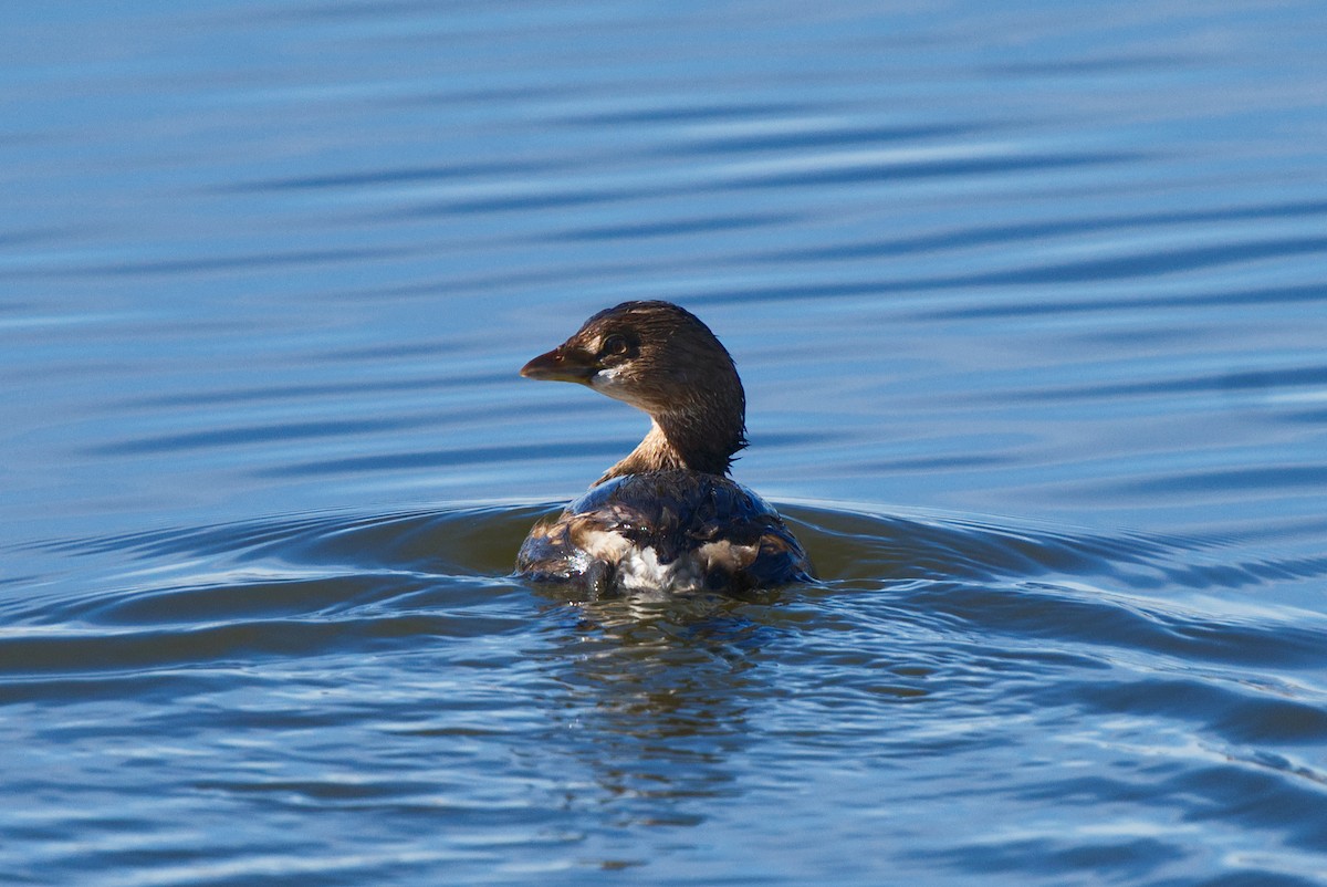Pied-billed Grebe - ML303274801