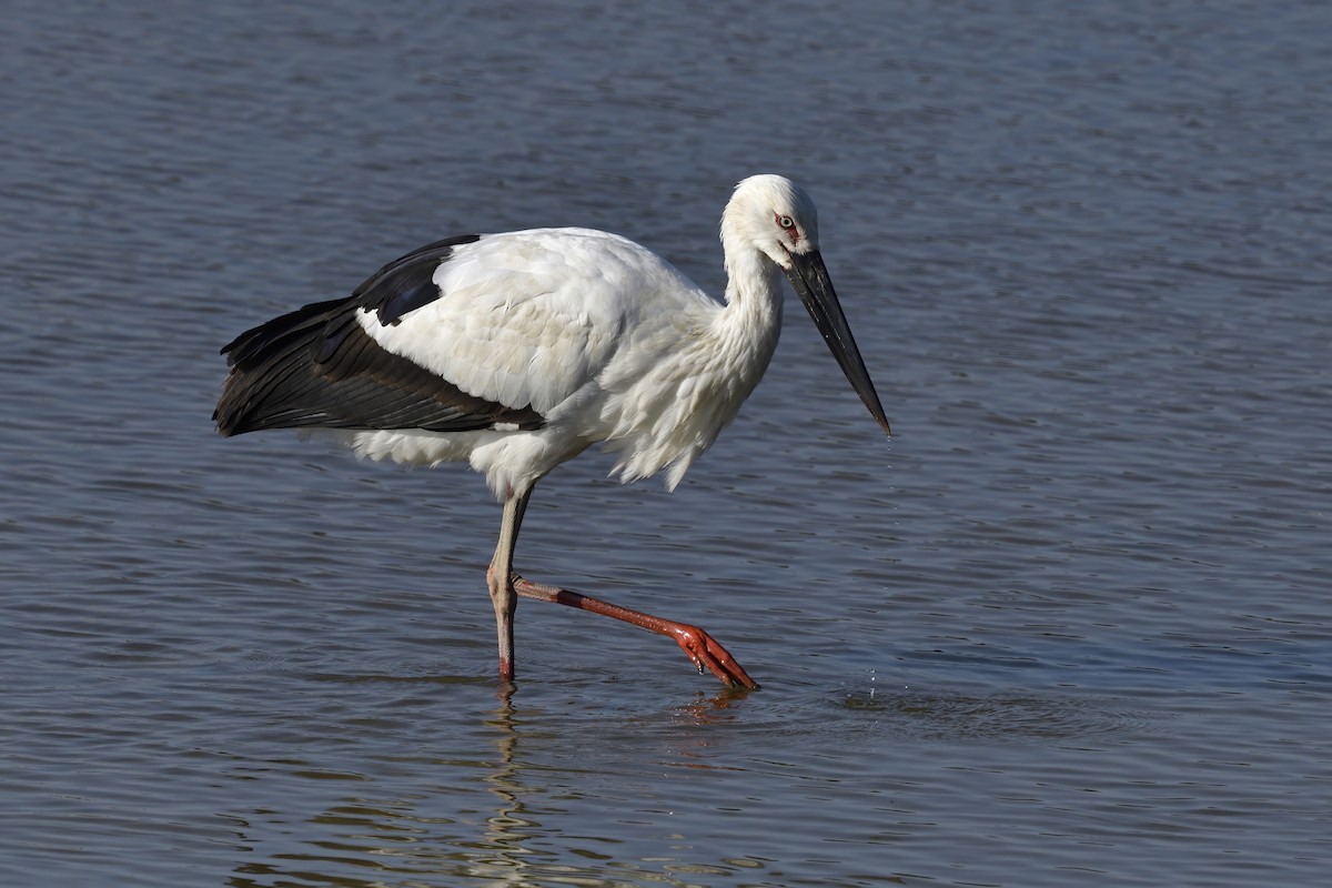 Schwarzschnabelstorch - ML303275181