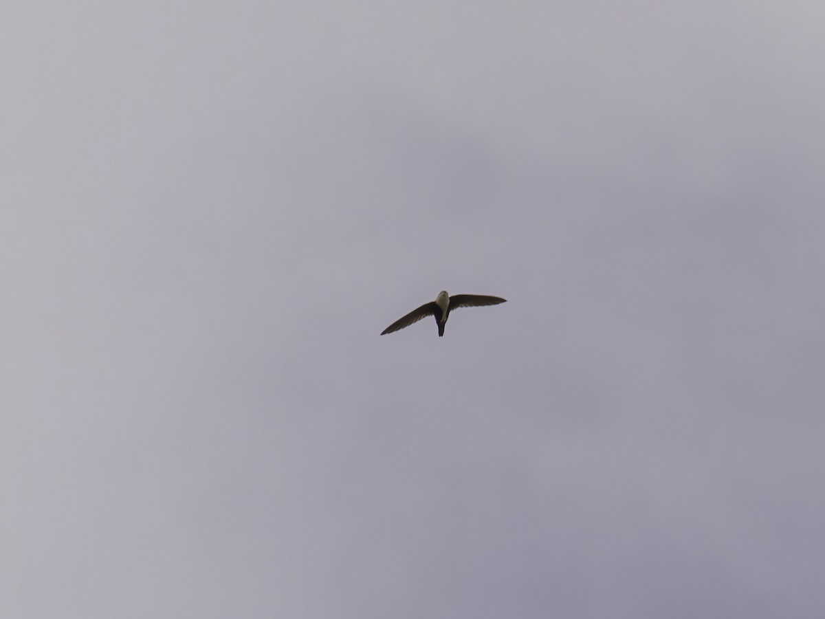 White-throated Swift - ML303275991