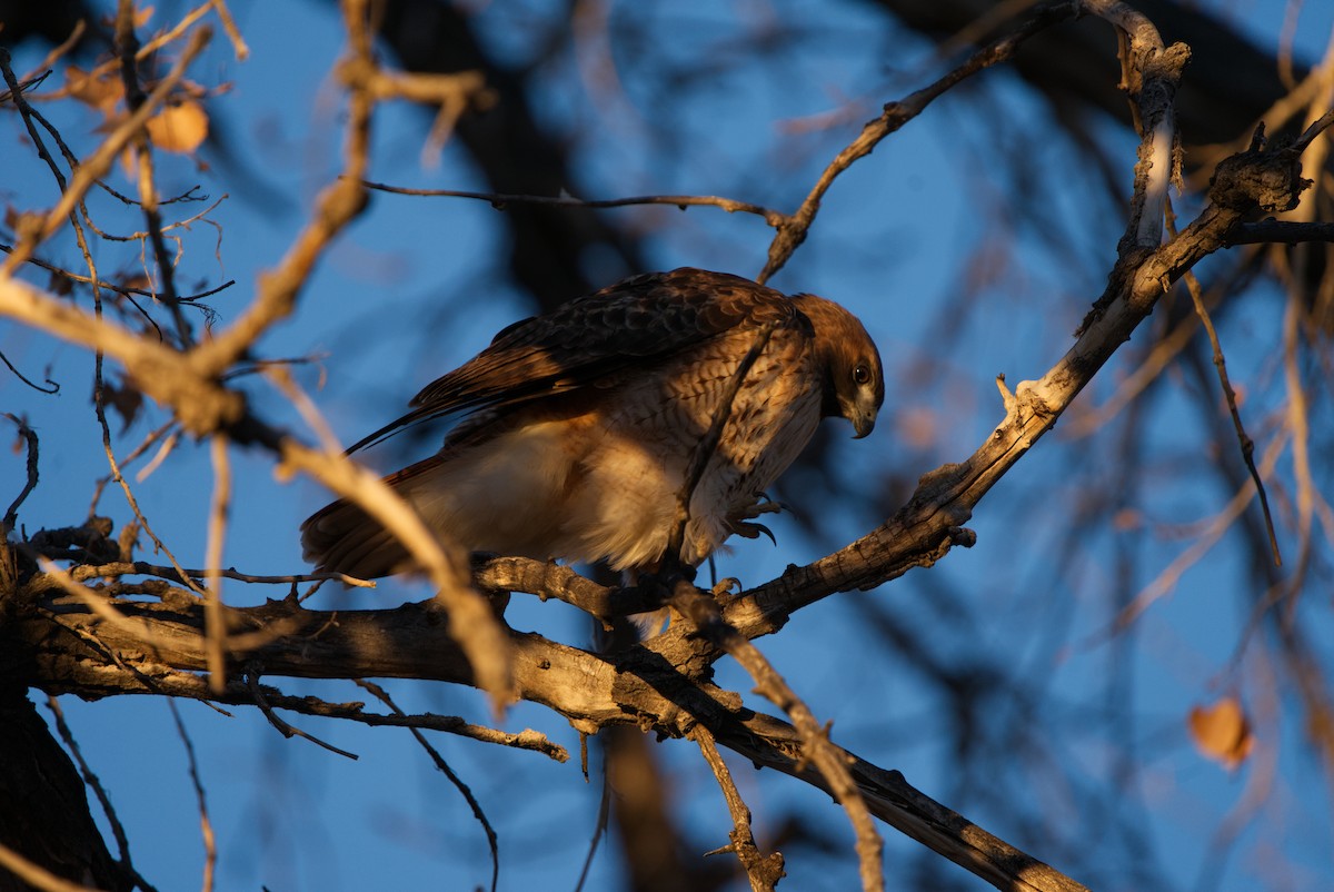 Red-tailed Hawk - ML303276791