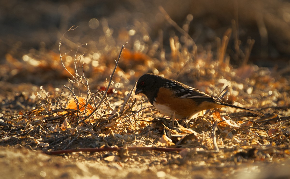 Spotted Towhee - ML303276951