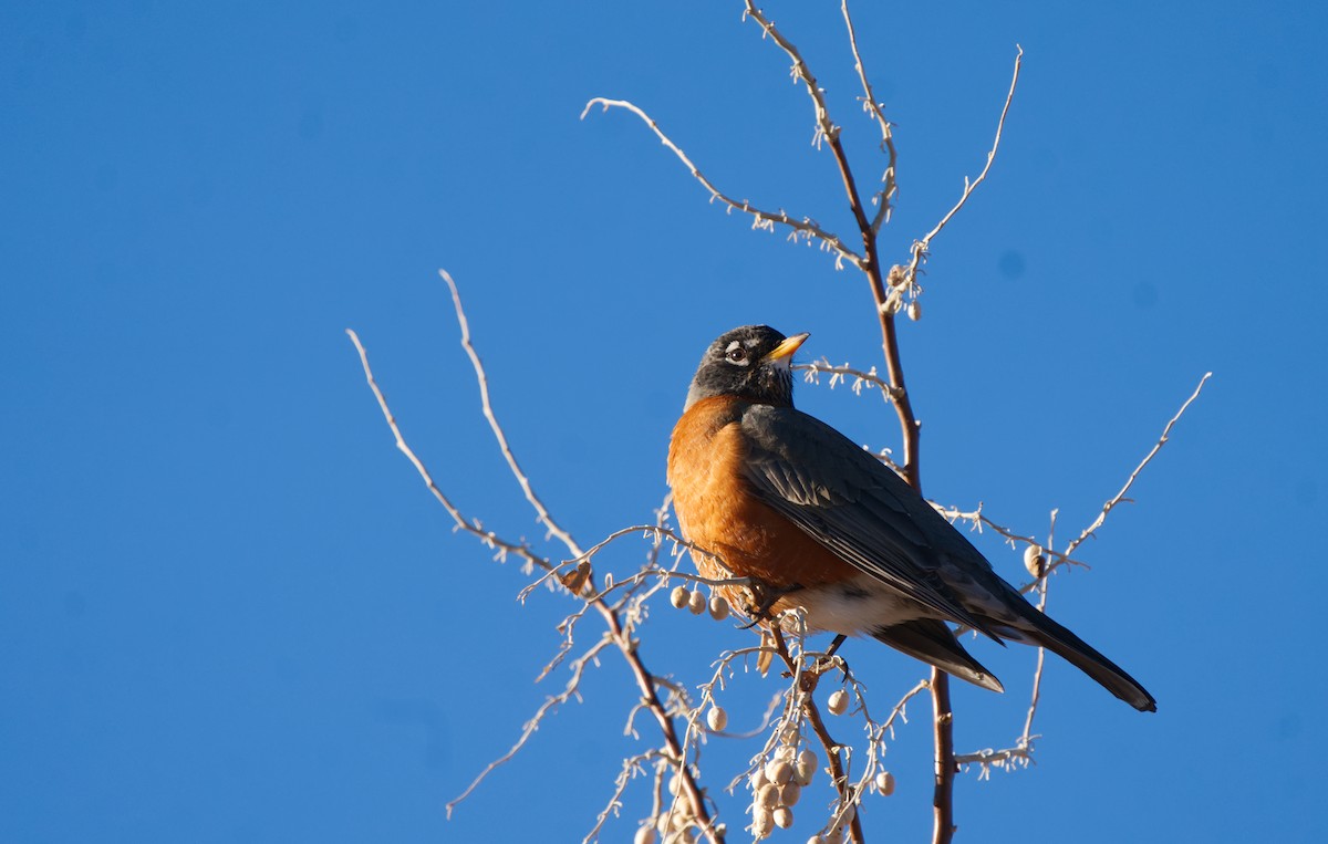 American Robin - ML303276971