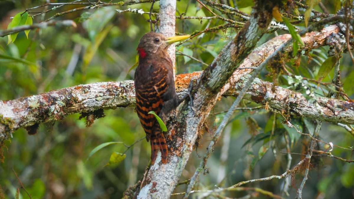 Bay Woodpecker - ML303277651