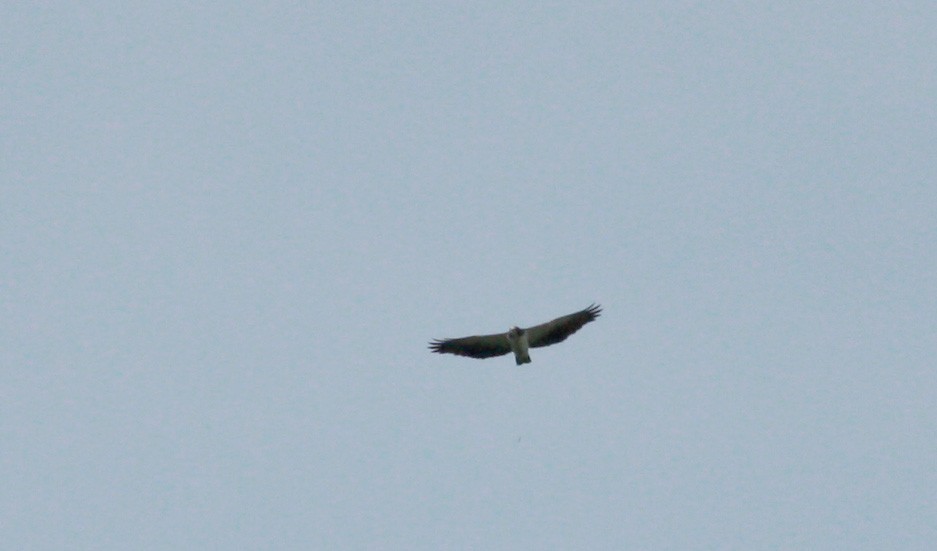 Short-tailed Hawk - ML30327831
