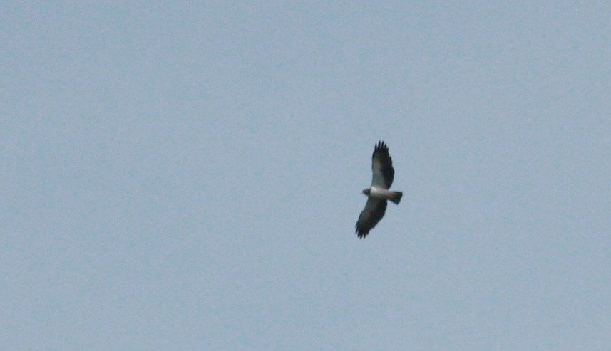 Short-tailed Hawk - ML30327851