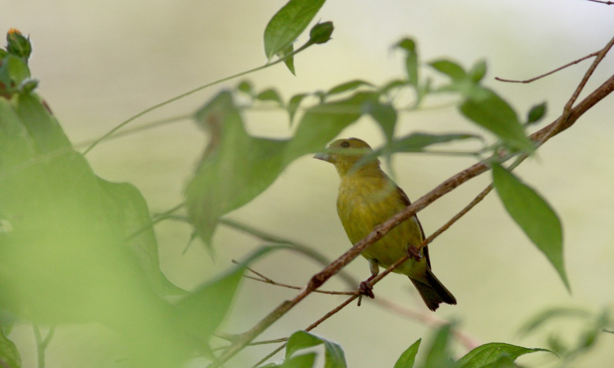 Lesser Goldfinch - ML30327901