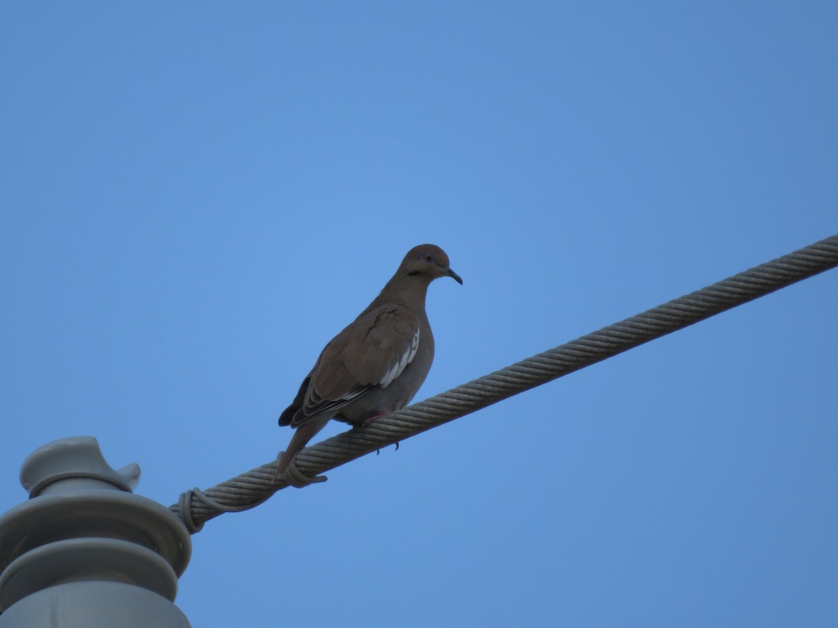 White-winged Dove - ML303279081