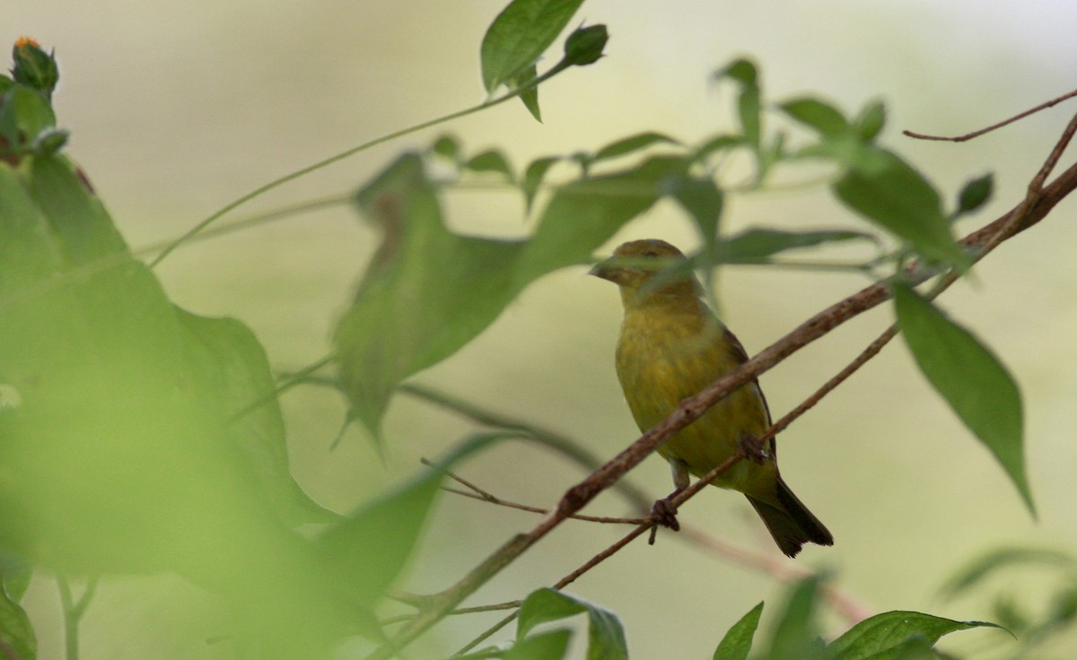 Lesser Goldfinch - ML30327911