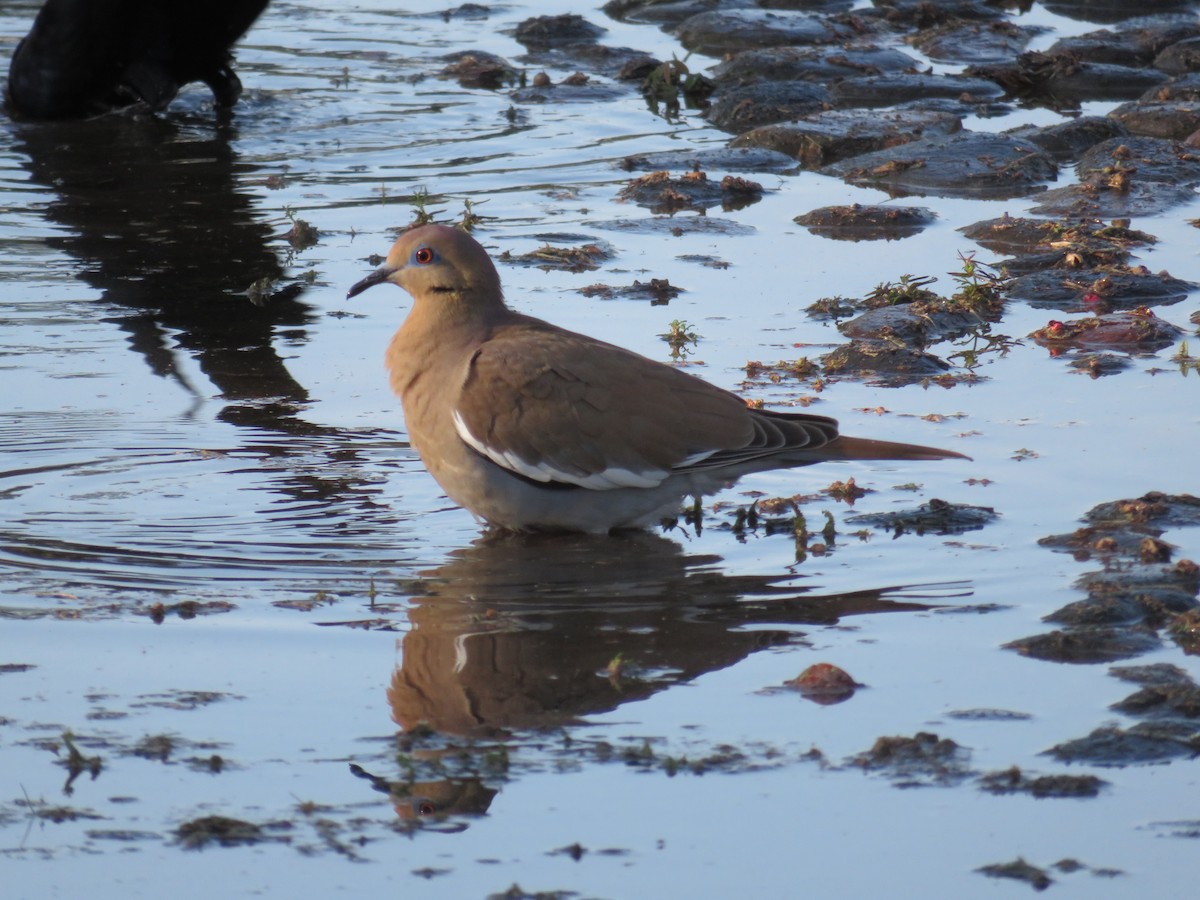 White-winged Dove - ML303279111