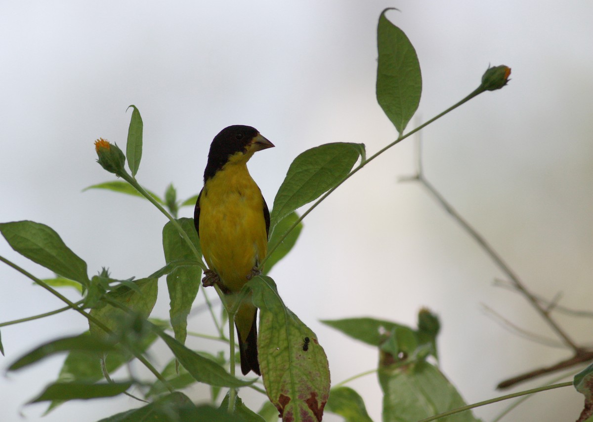 Lesser Goldfinch - ML30327961