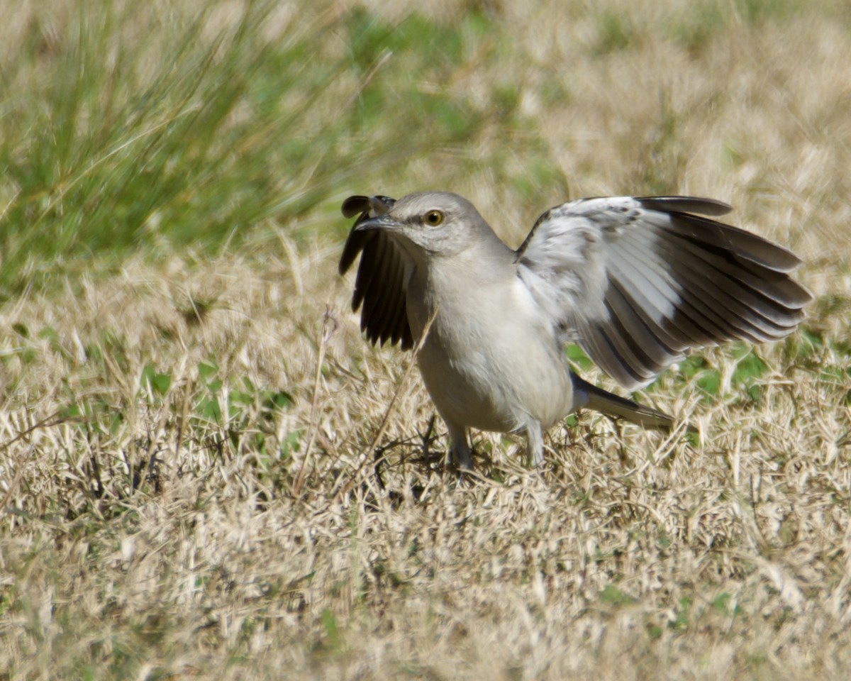 Northern Mockingbird - ML303280291