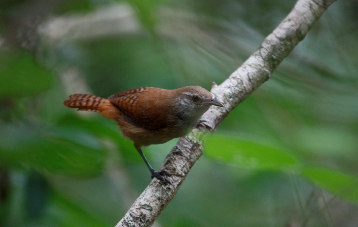 Buff-breasted Wren - ML30328151