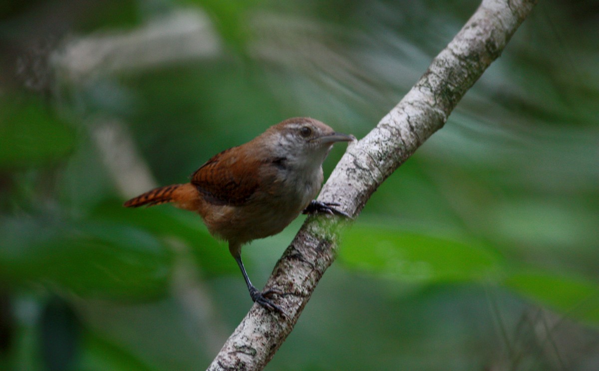 Buff-breasted Wren - Jay McGowan