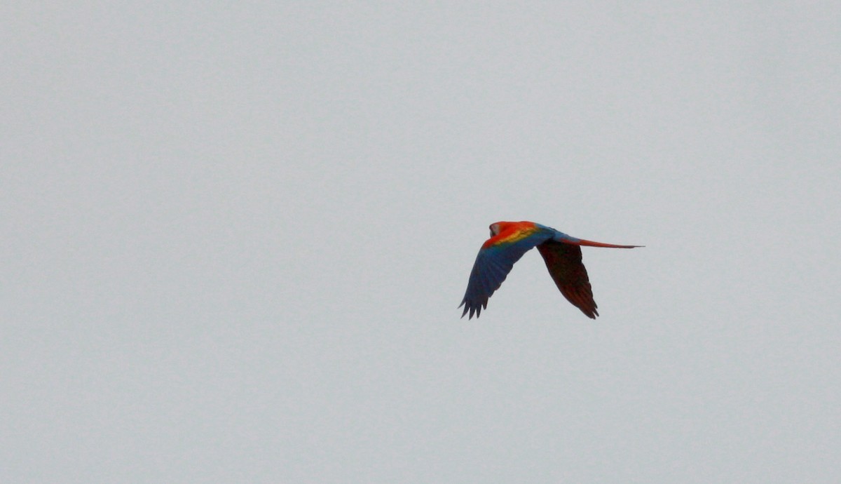 Scarlet Macaw - ML30328231