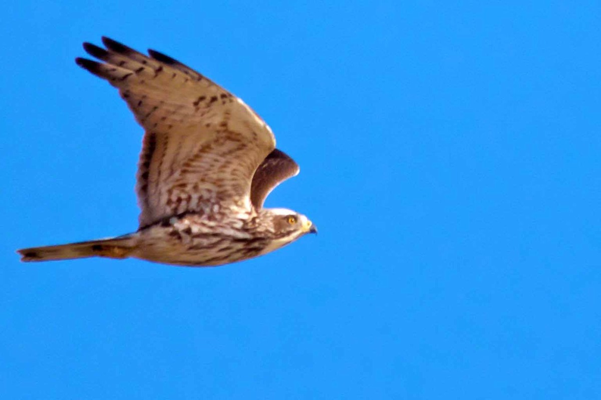 Gray-faced Buzzard - Michael Lynch