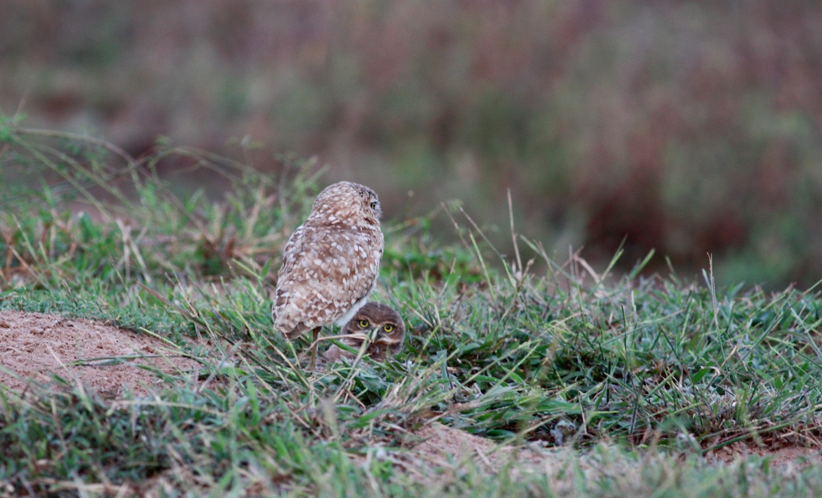 Burrowing Owl - ML30328381