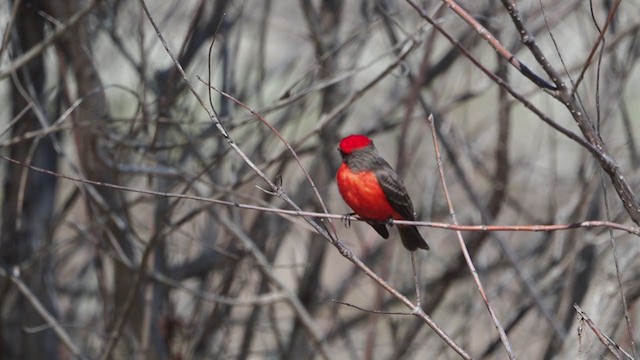 Vermilion Flycatcher - ML303283941