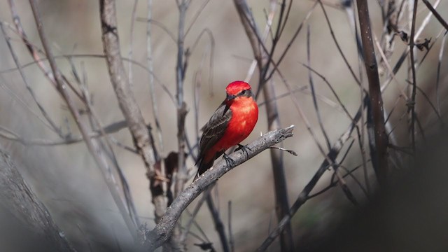 Vermilion Flycatcher - ML303284041