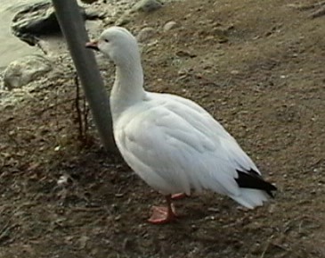 Snow Goose - Ruben Sven Eric Swanqvist