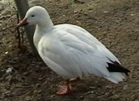 Snow Goose - ML303284411