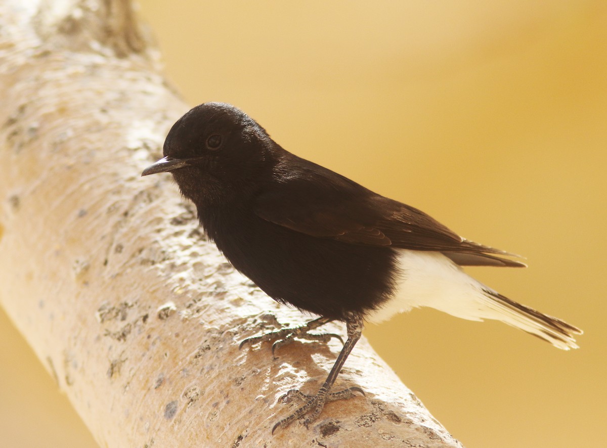 White-crowned Wheatear - ML303284561