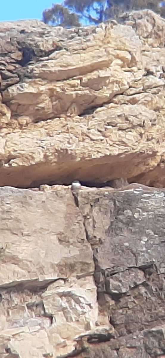 Troglodyte des canyons - ML303285151