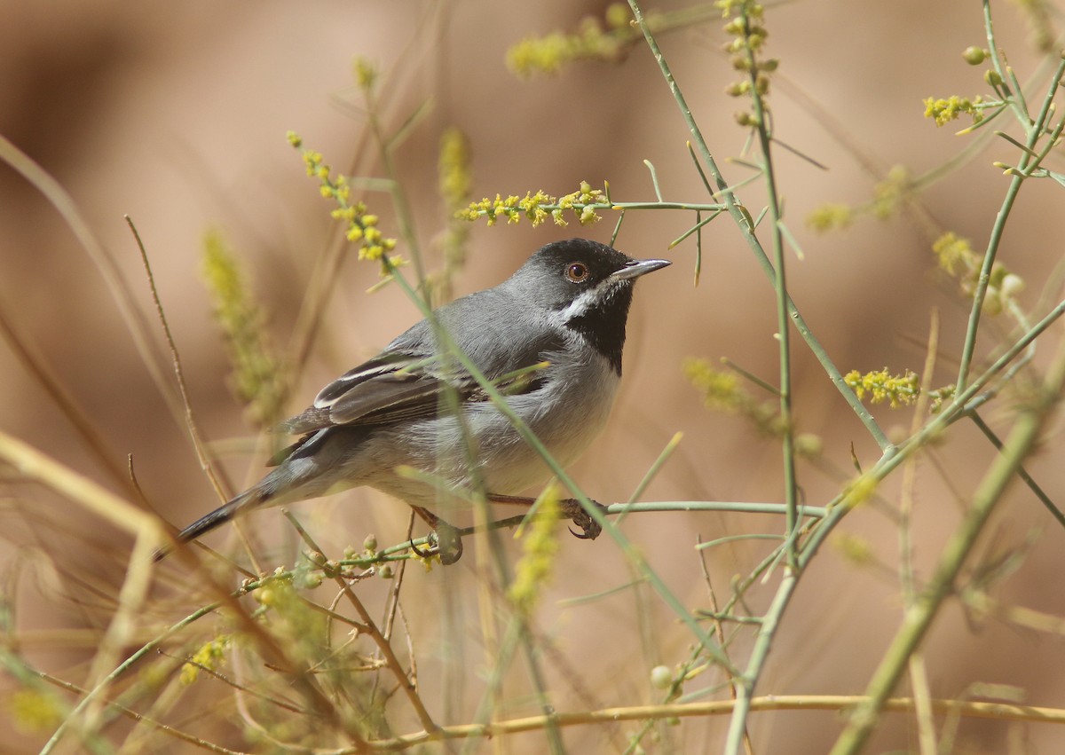 Rüppell's Warbler - ML303285921