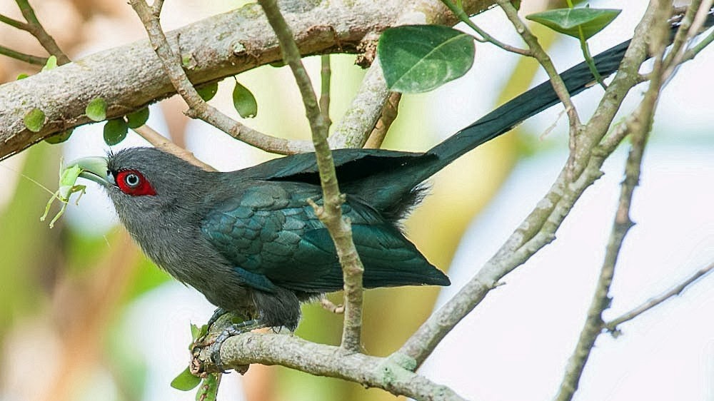 Black-bellied Malkoha - Zurkanain Yahaya